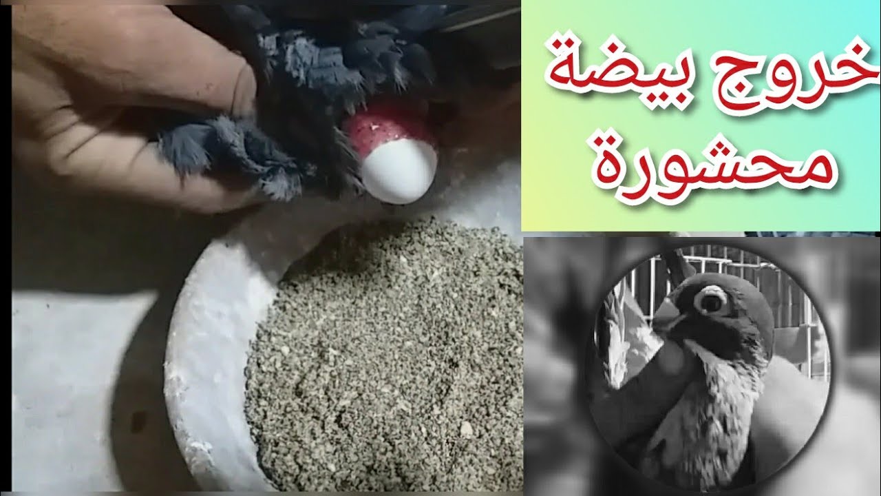 خروج بيضة محشورة😳 فى حمامة قطقاطى وسبب الحشر #تربووووالغيةالمصرية