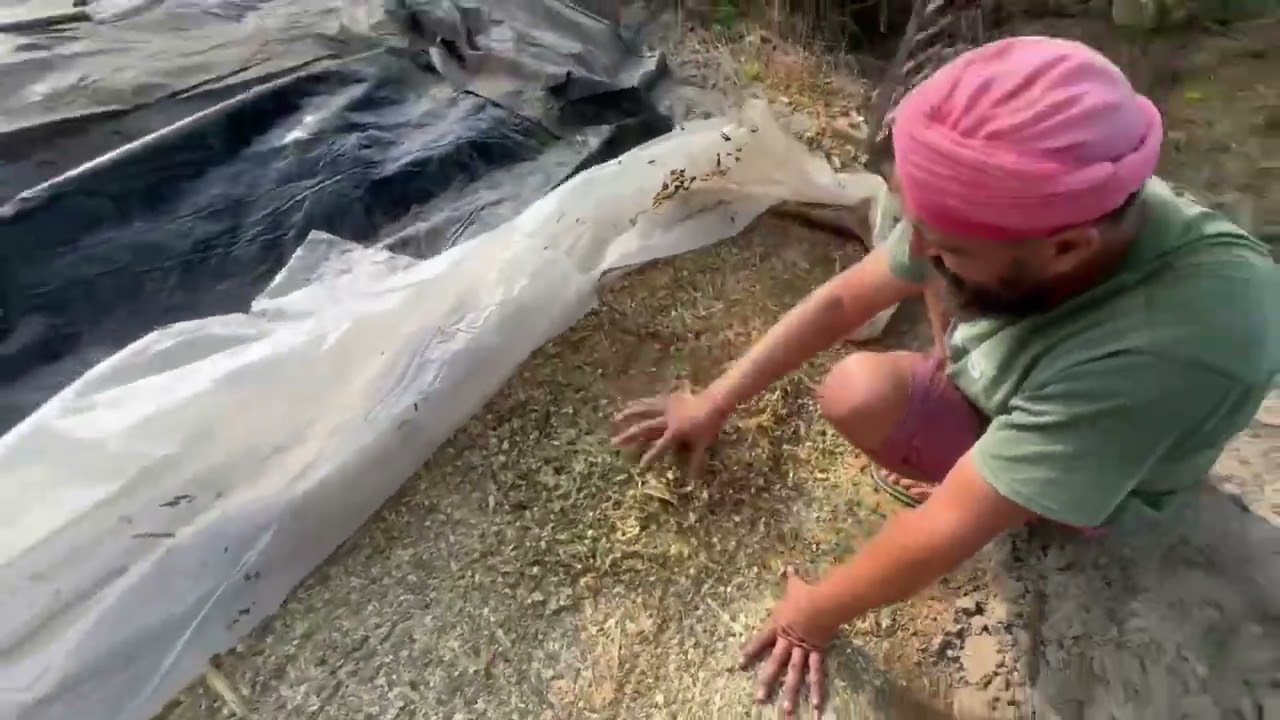 ਅੱਜ 🌽silage ਦੀ ਕੀਤੀ opening /  ਪੂਰੀ ਇੱਕ ਨੰਬਰ ਗੱਲਬਾਤ💯 / #silage # cowfarm #dairyfarm