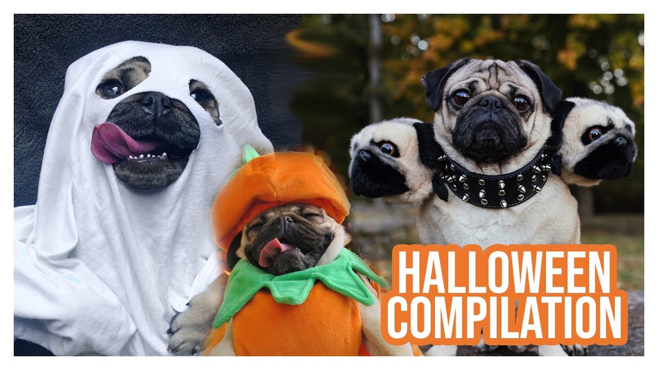 Pug Halloween Compilation - Doug The Pug