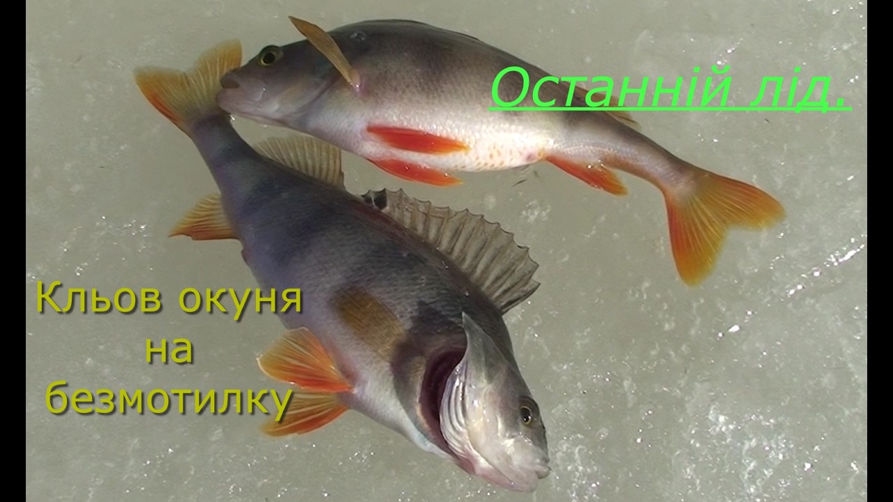 Зимова рибалка по  останньому льоді, на річці Уж. ОКУНЬ шаленів від усіх безмотилок і мормишок.