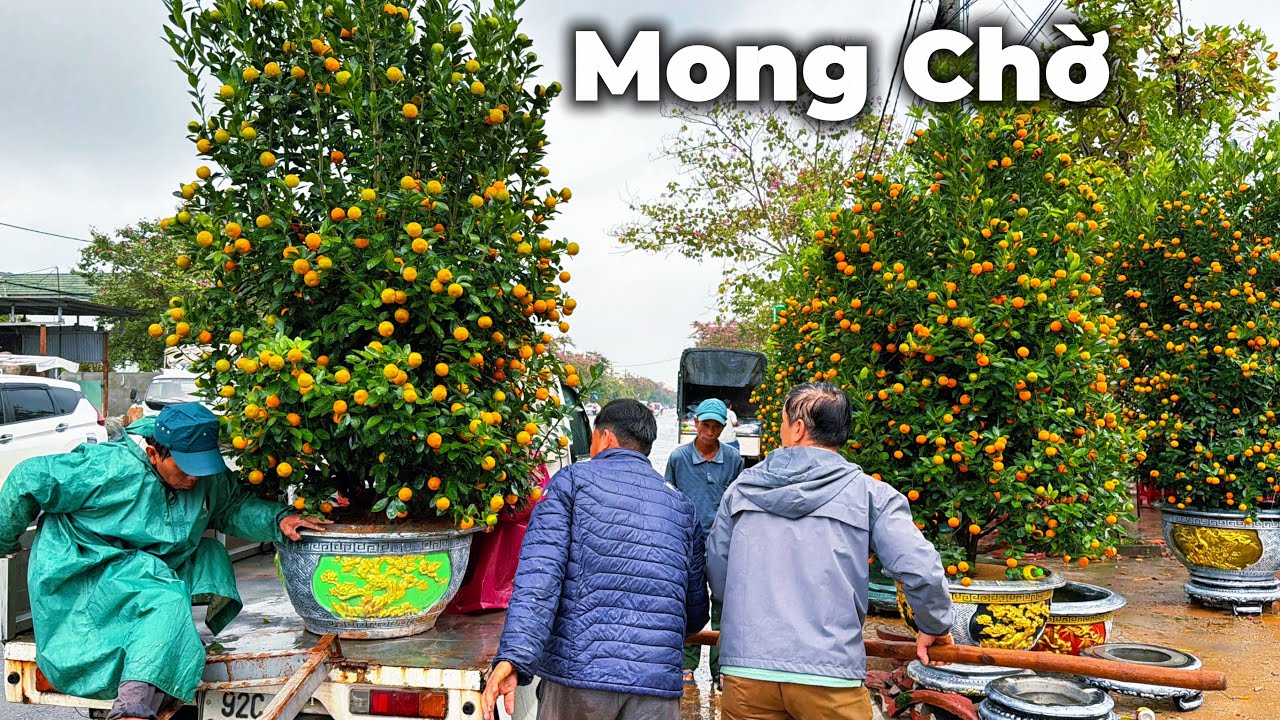 Làng Quật Hội An – Mong chờ giáp Tết sau một năm lũ lụt