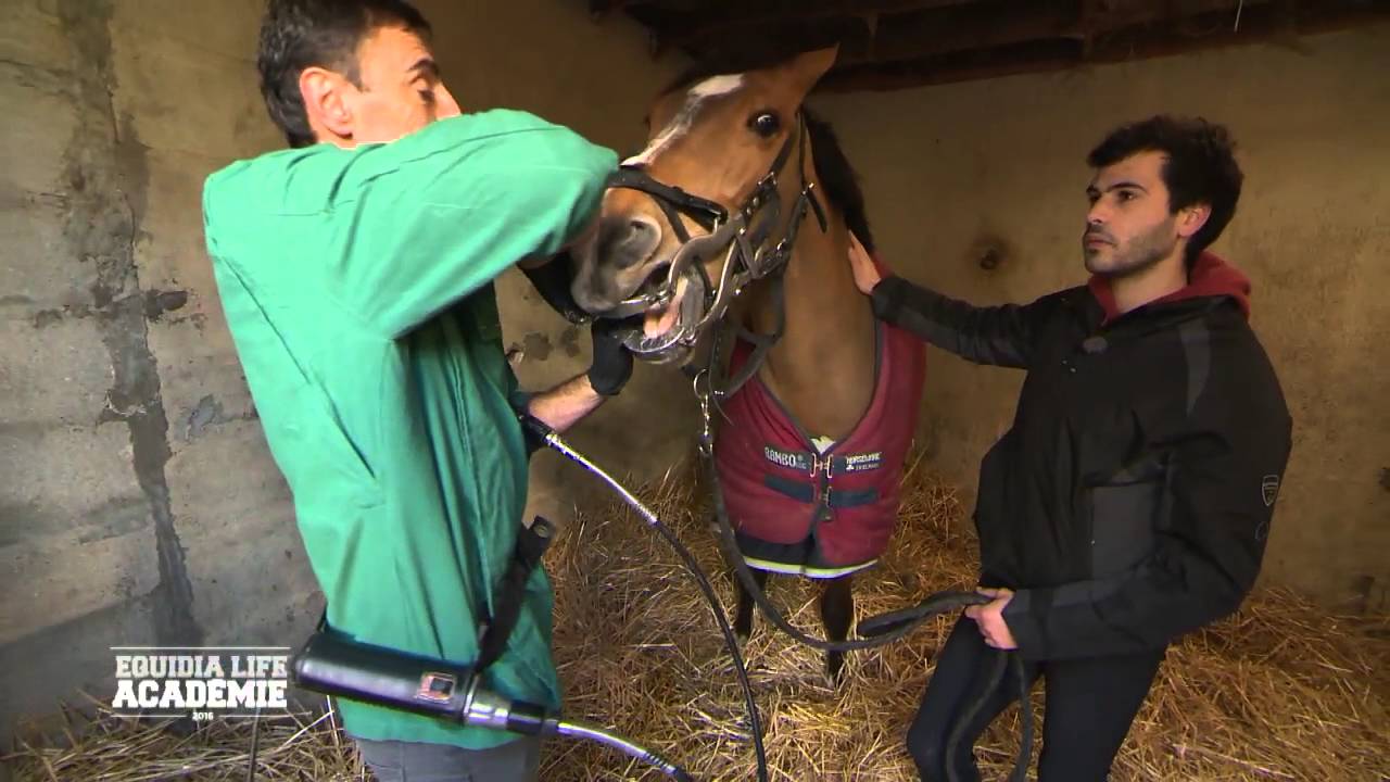 Equidia Life Académie - Episode 4 - Visite du dentiste équin