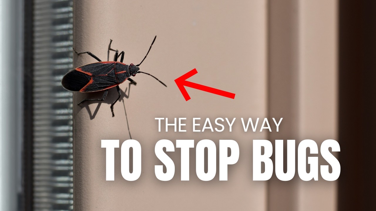 Simple Steps to Keep Insects Out of Your Home