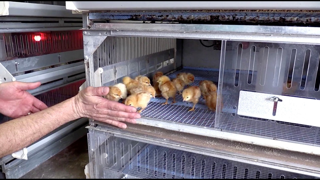 Coop Dreams Episode 104 - 