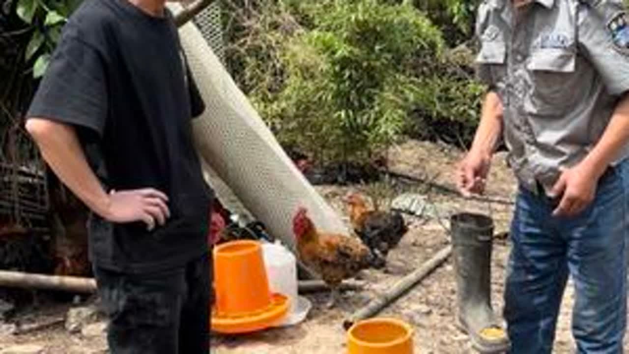 办法总比困难多。#散养土鸡 #农村搞笑段子 #农村生活 #原创 #小助手上热门