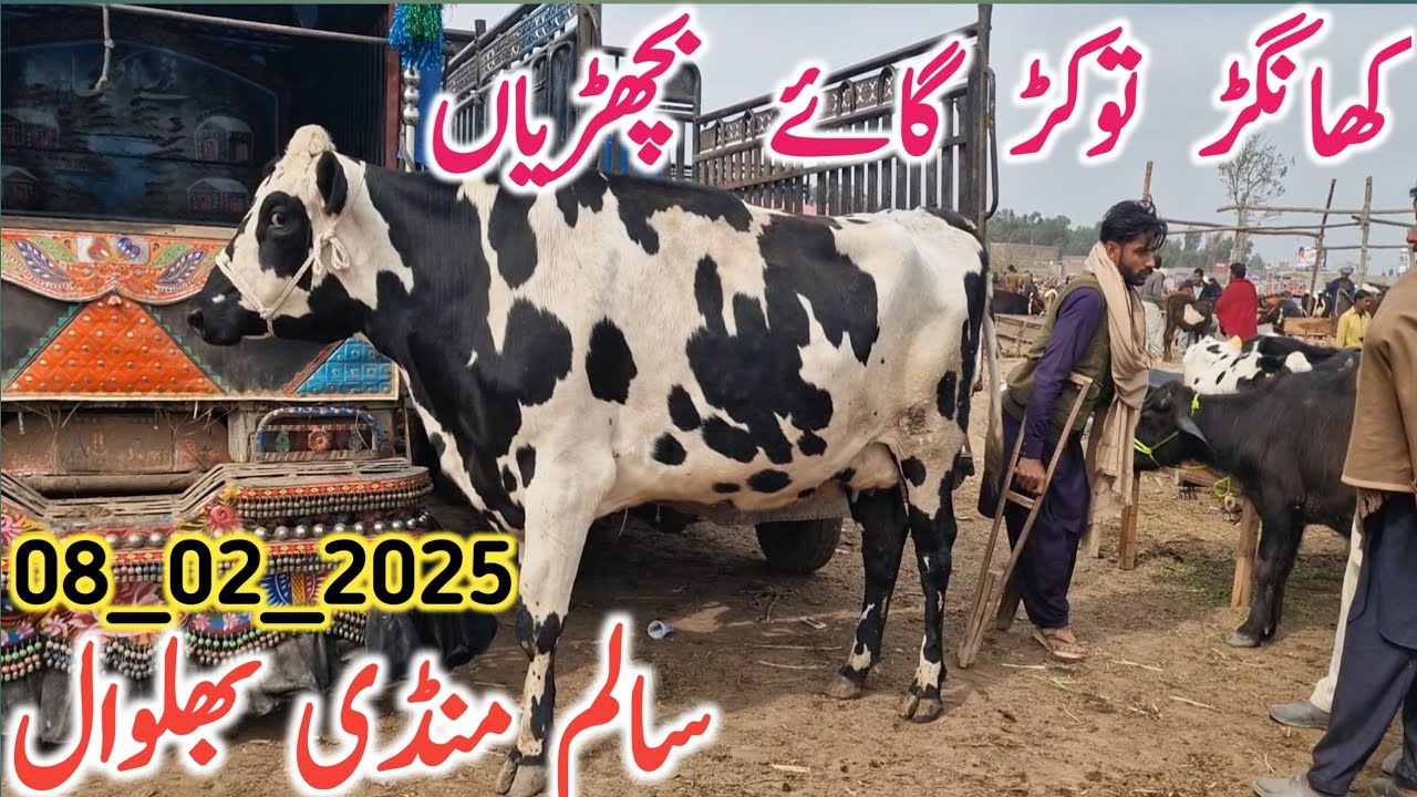 Today Salem Mandi Bhalwal Video | Cholistani Friesian Cross Cow || Mandi Star