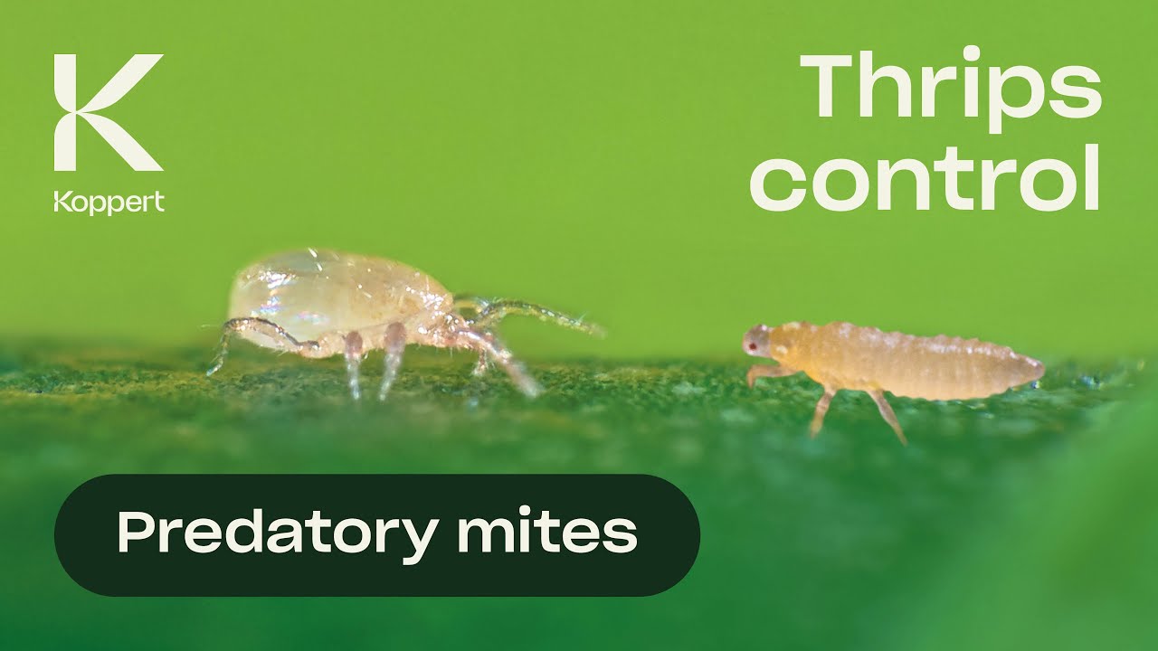 Thrips Control with Predatory Mites (Neoseiulus cucumeris)