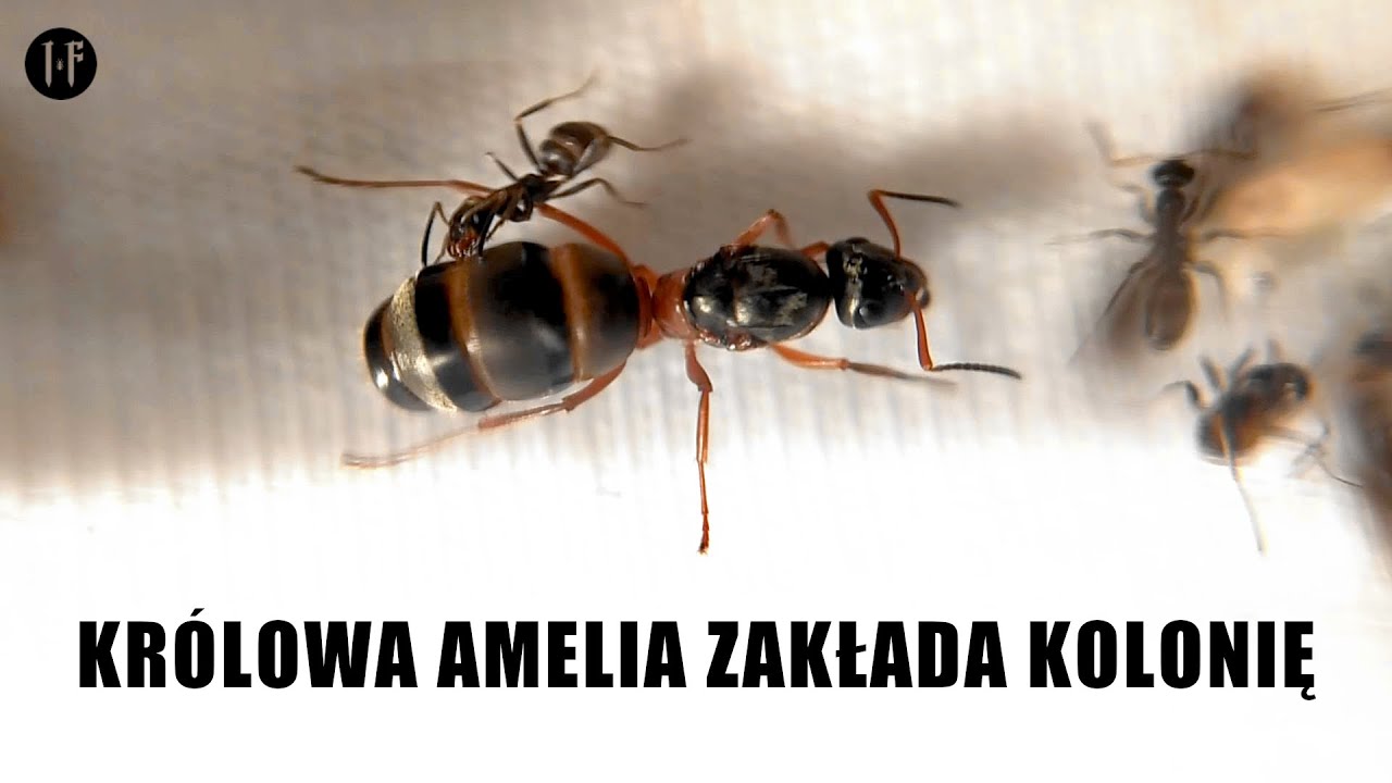 Mrówki | Formica cunicularia - Szalony Patrol: Początek