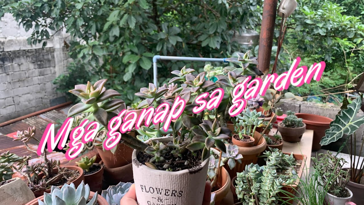 November update sa garden