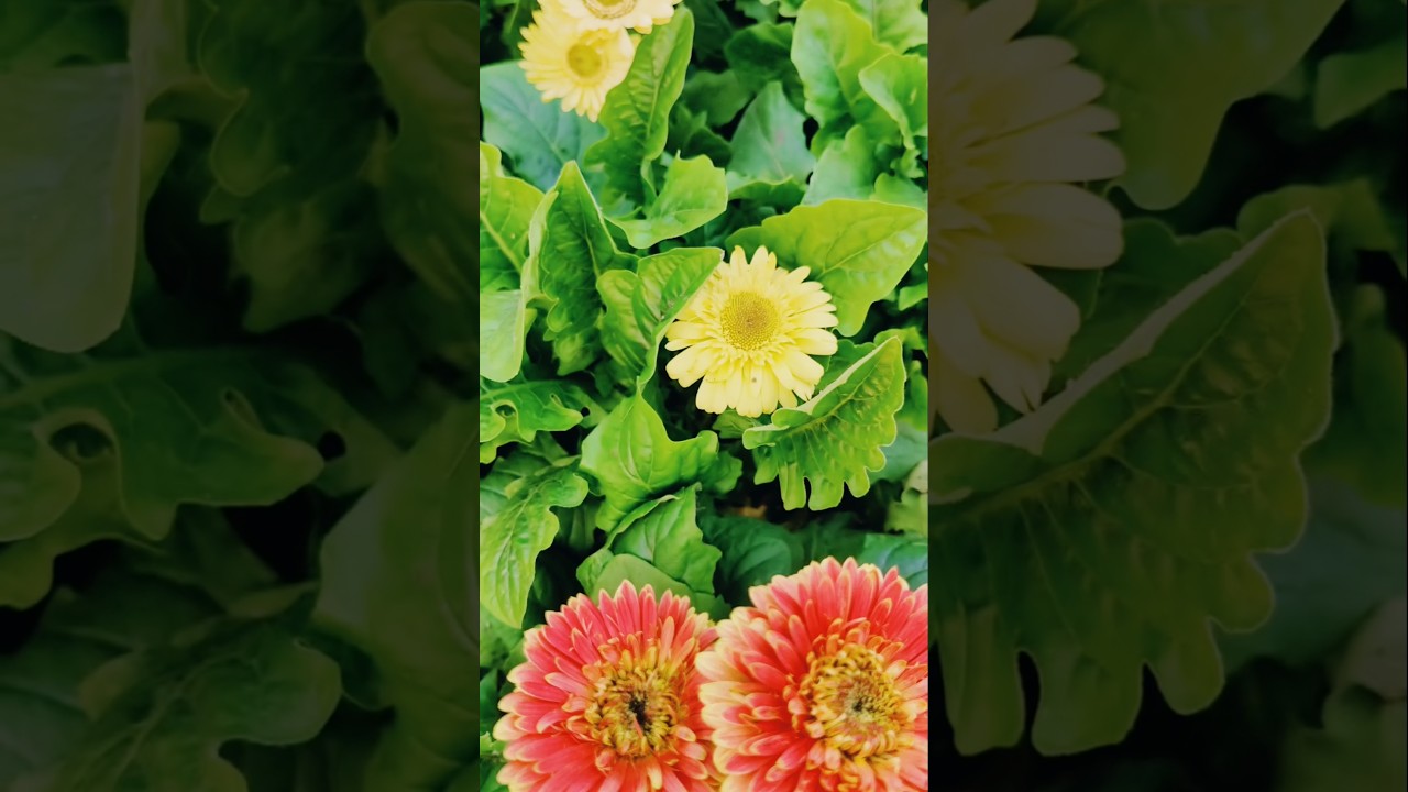 Winter Flower Calendula bloom in Home garden 🌻calendula care in winter 👍🏻amritlearn 