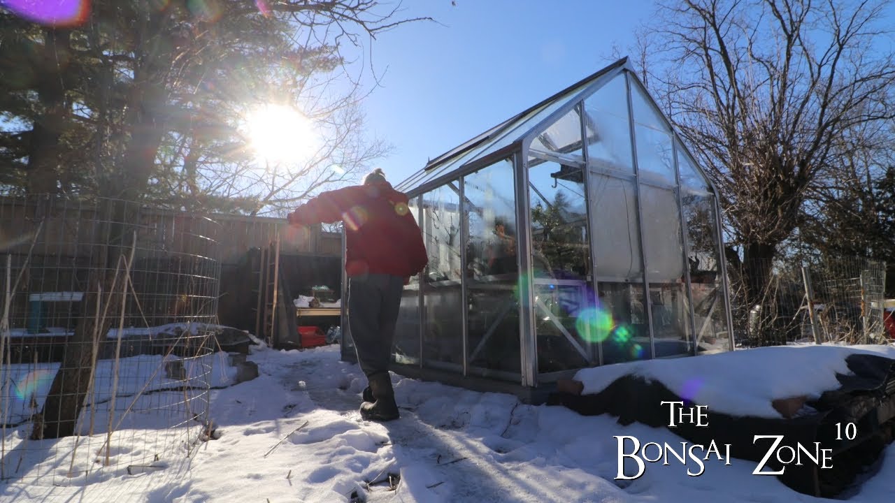 Pruning My Young Trident Maple and Pyrenean Oak, The Bonsai Zone, Feb 2023