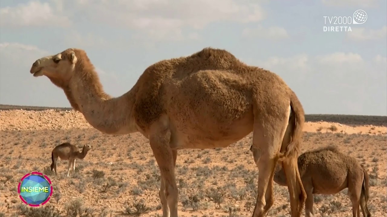 Deserti, documentario