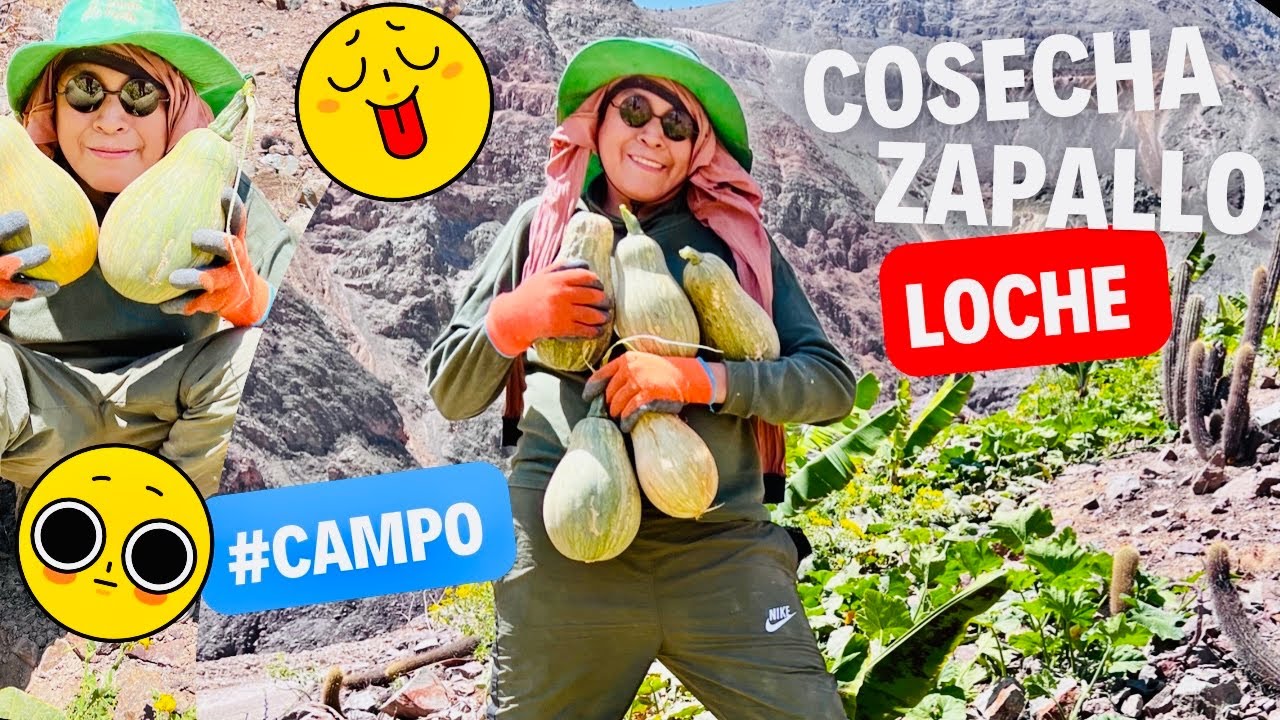 💚 Comiendo del campo | cosecha de ZAPALLO LOCHE 😍