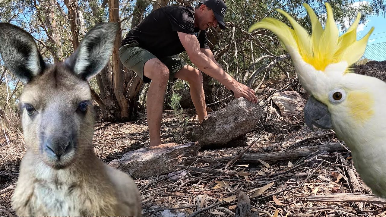 2000 KM PRZEZ AUSTRALIĘ – W POSZUKIWANIU DZIKICH ZWIERZĄT! 🐍🦘