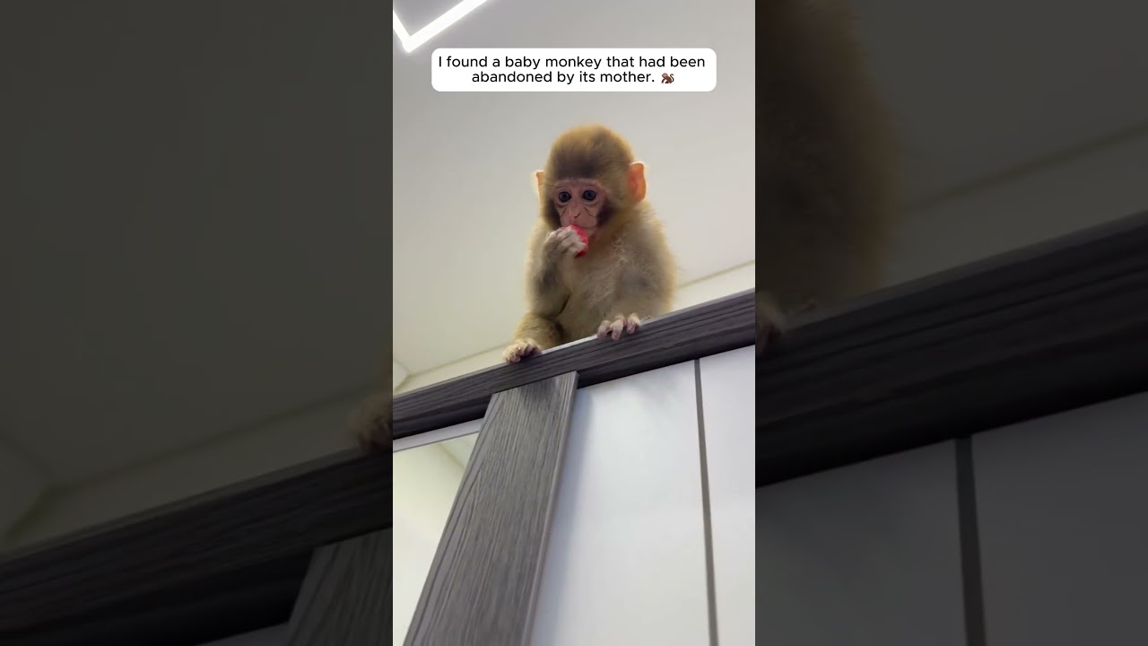 I found a baby monkey that had been abandoned by its mother. 🐒