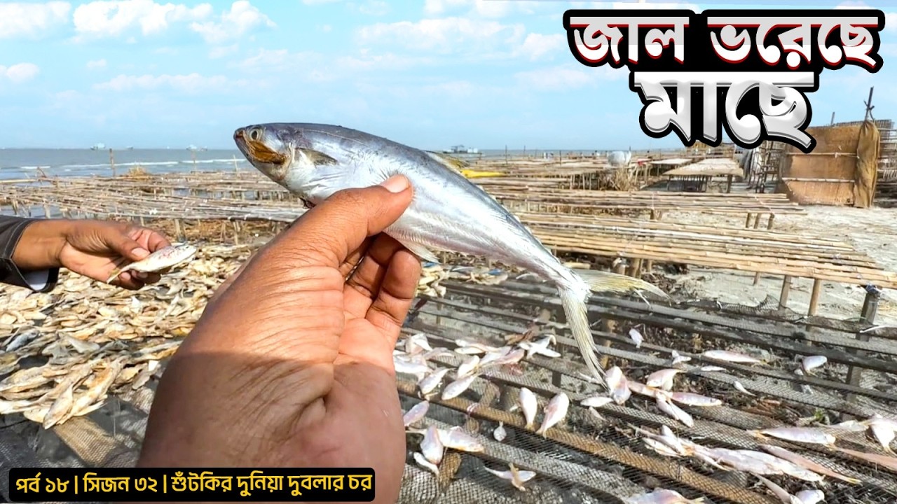 জাল ভরেছে মাছে | মন ভরছে মাছে  | সিজন ৩২ | পর্ব ১৮ | Sundarbans | Mohsin ul Hakim