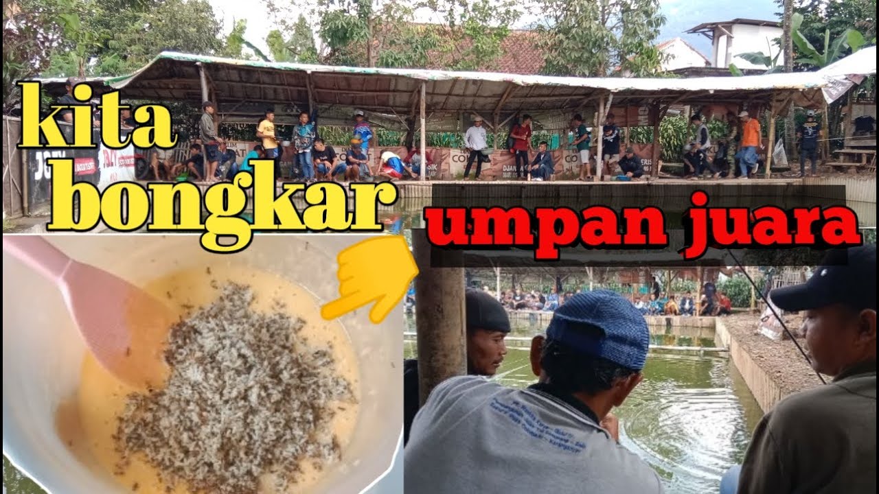 bongkar umpan juara, umpan yang selalu maksimal di empang manapun ‼ 🔴gacor......