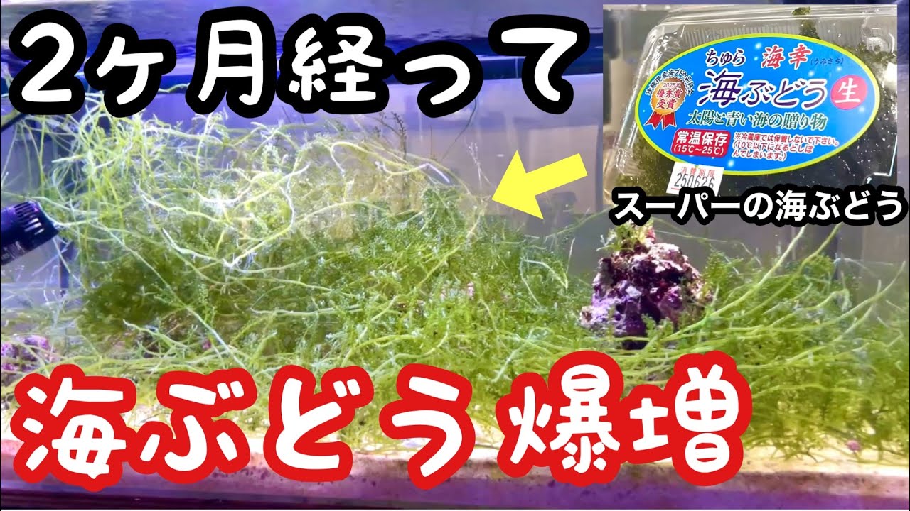 パックの海ぶどうが大型水槽で爆増したので新しい魚お迎えします【バカでか海ぶどうタンク】