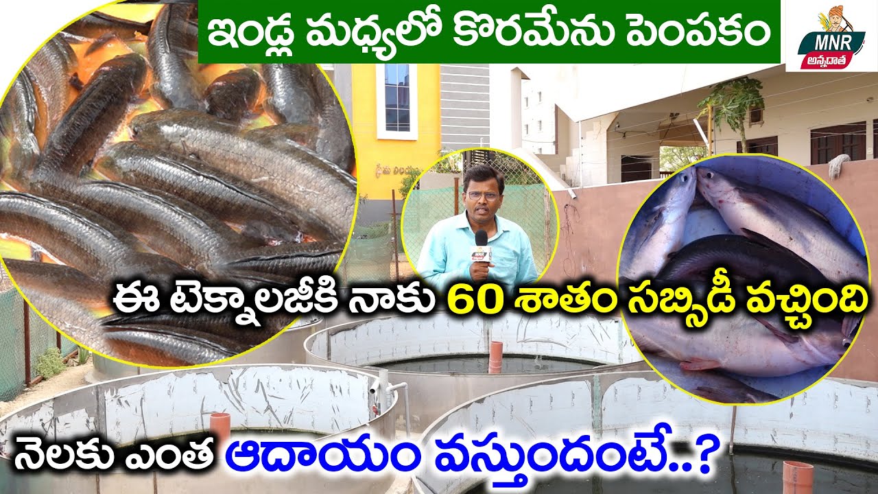 #KorameenuFishFarming : కాసులు కురిపిస్తున్న కొర్రమీను చేపల పెంపకం | RAS Fish Farming |MNR Annadatha
