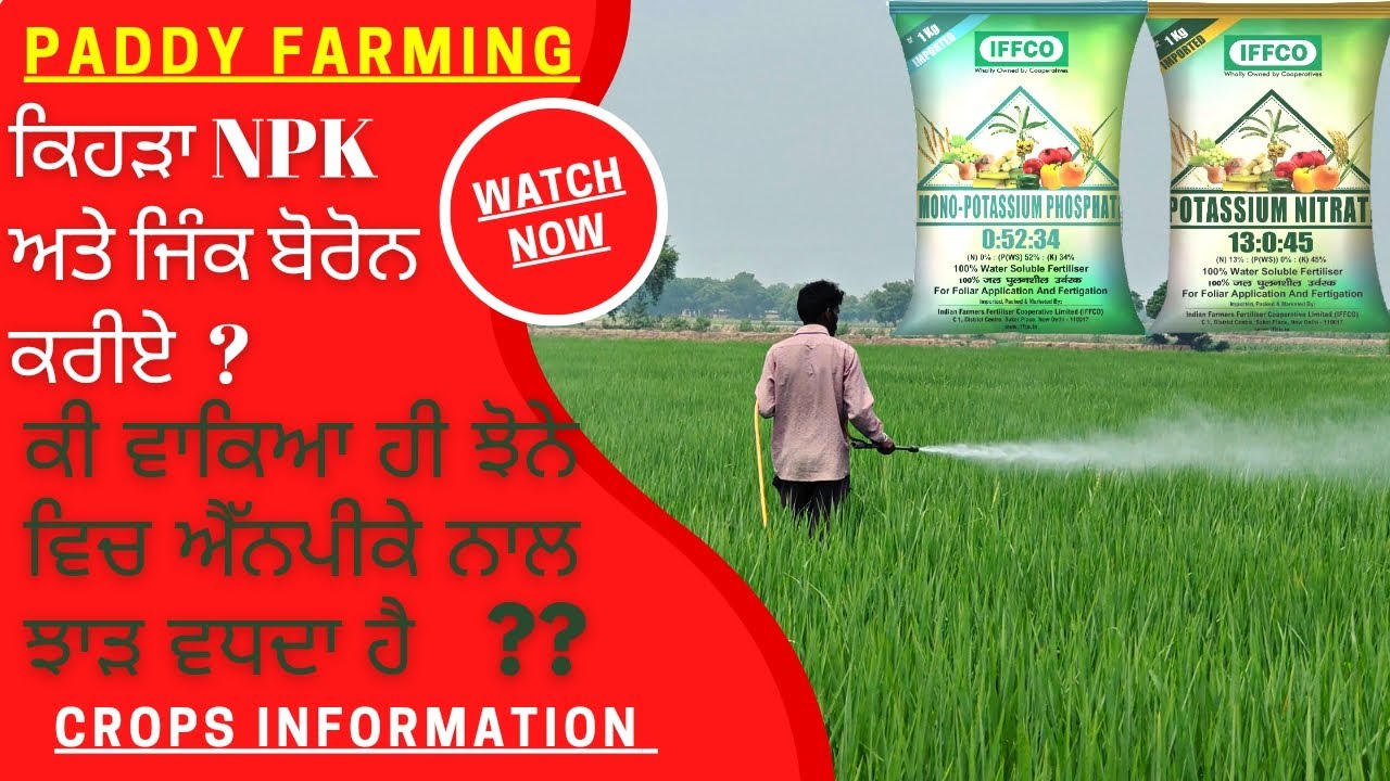 Paddy npk 13045 or 05234 dose, timing and yield effect