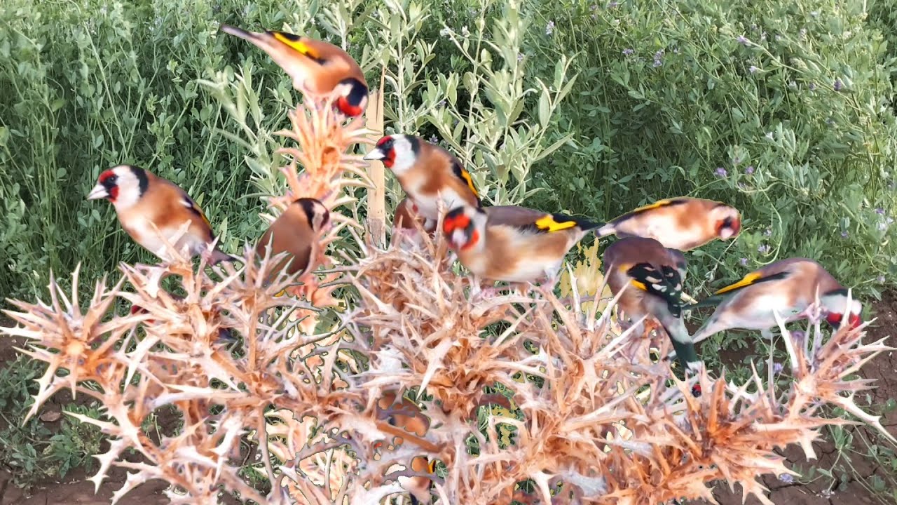 بتبتة الحسون تحفيز الحسون على التغريد والهيجان علاج صمت الحسون goldfinch stimulation #birds 