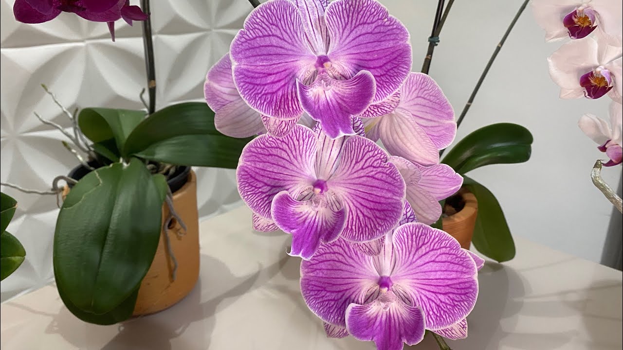 🔴 Cultivo  de Orquídeas Phalaenopsis , no Vaso de Barro  🌸