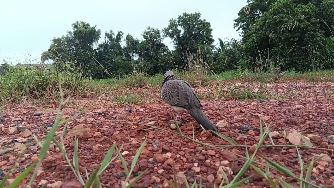 #บ่าวนรา#