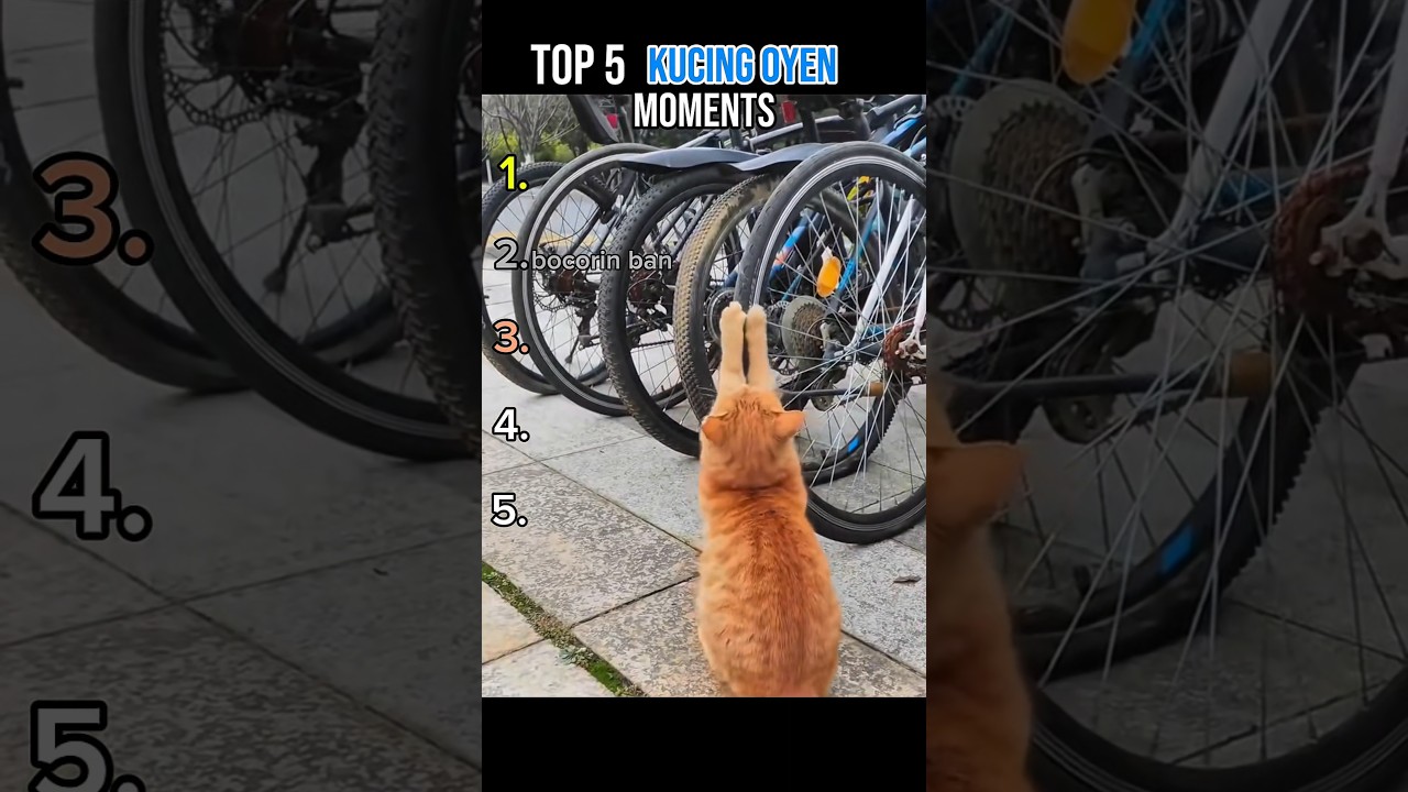 top 5 kelakuan kucing oyen moments😂 #ngakak #lucu