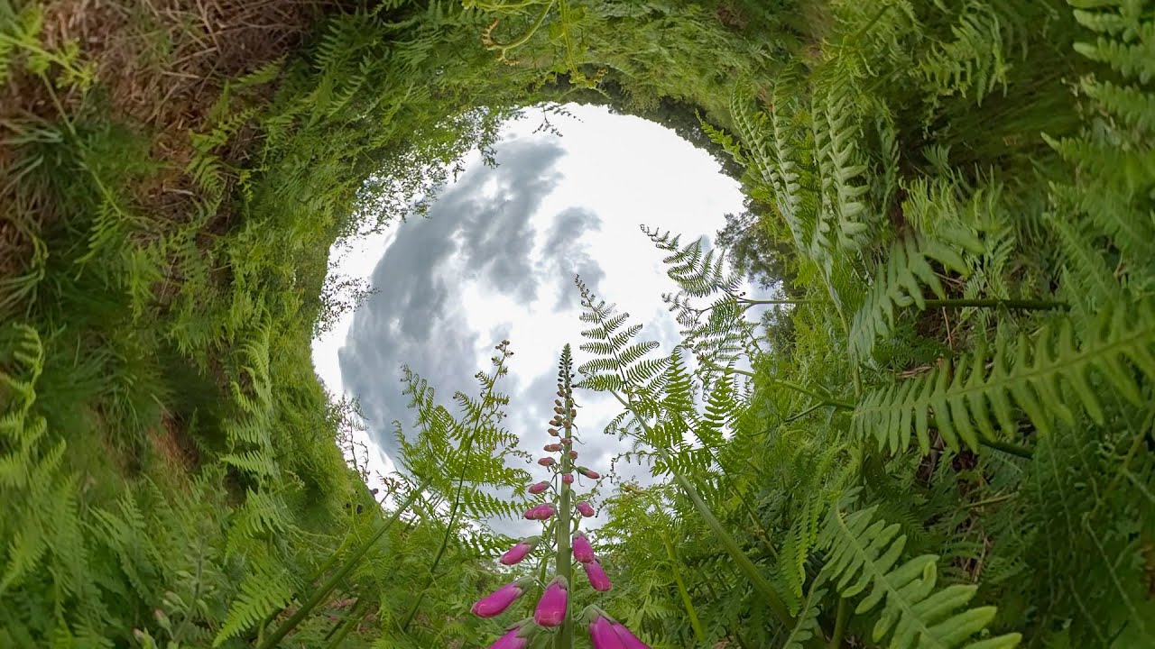 AVimmerse - Resurgence 360 - A video Produced for The Wildlife Trusts