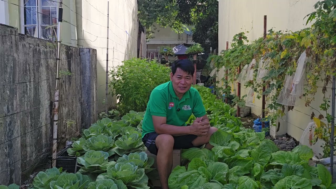 Harvest ng Giant Pechay na aking tanim sa gilid ng aming bahay