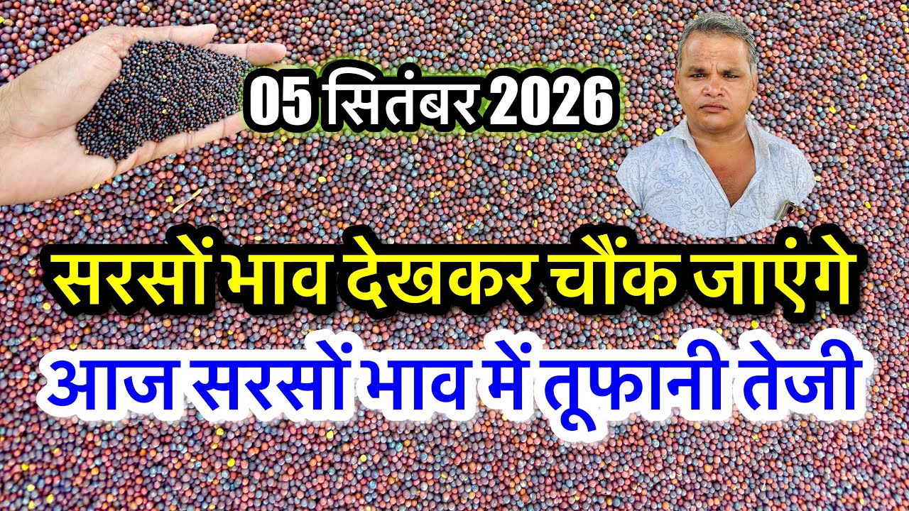 सरसों में तूफानी तेजी! Aaj Ka Sarson Ka Bhav, Sarso Ka Rate Today, ताजा सरसों भाव अलवर खैरथल मंडी?