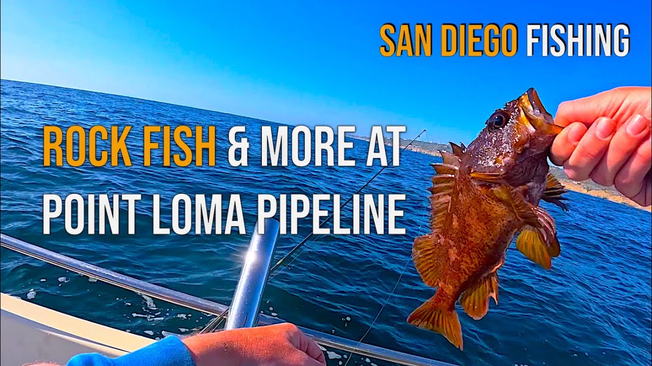 Rock Fish, Black Surfperch, Bass and More! Point Loma Pipeline, San Diego #fishing #fish #ocean