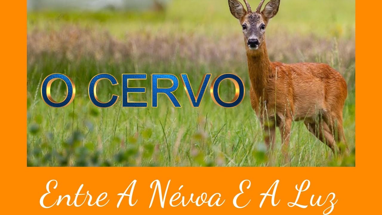 ENTRE A NÉVOA E A LUZ #consciênciacyanvianai
