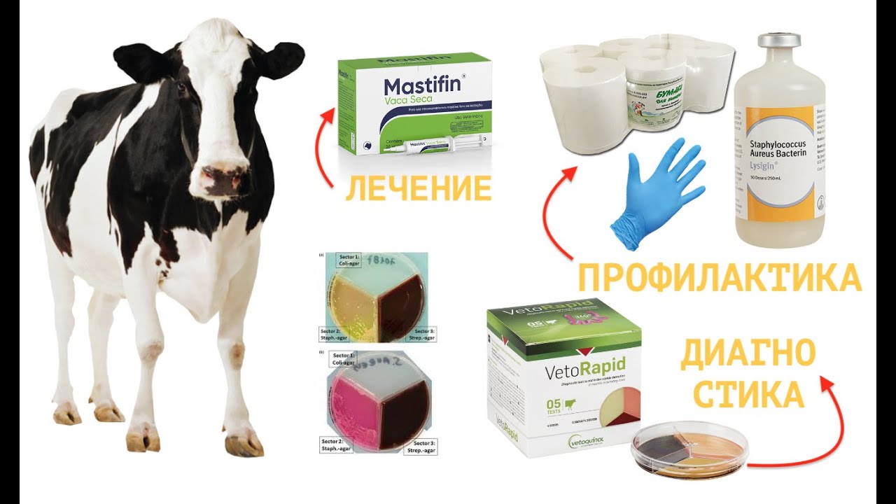 ЦИКЛ: 