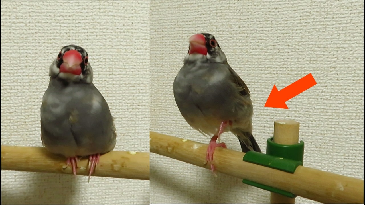 脚を収納する瞬間 Java Sparrow