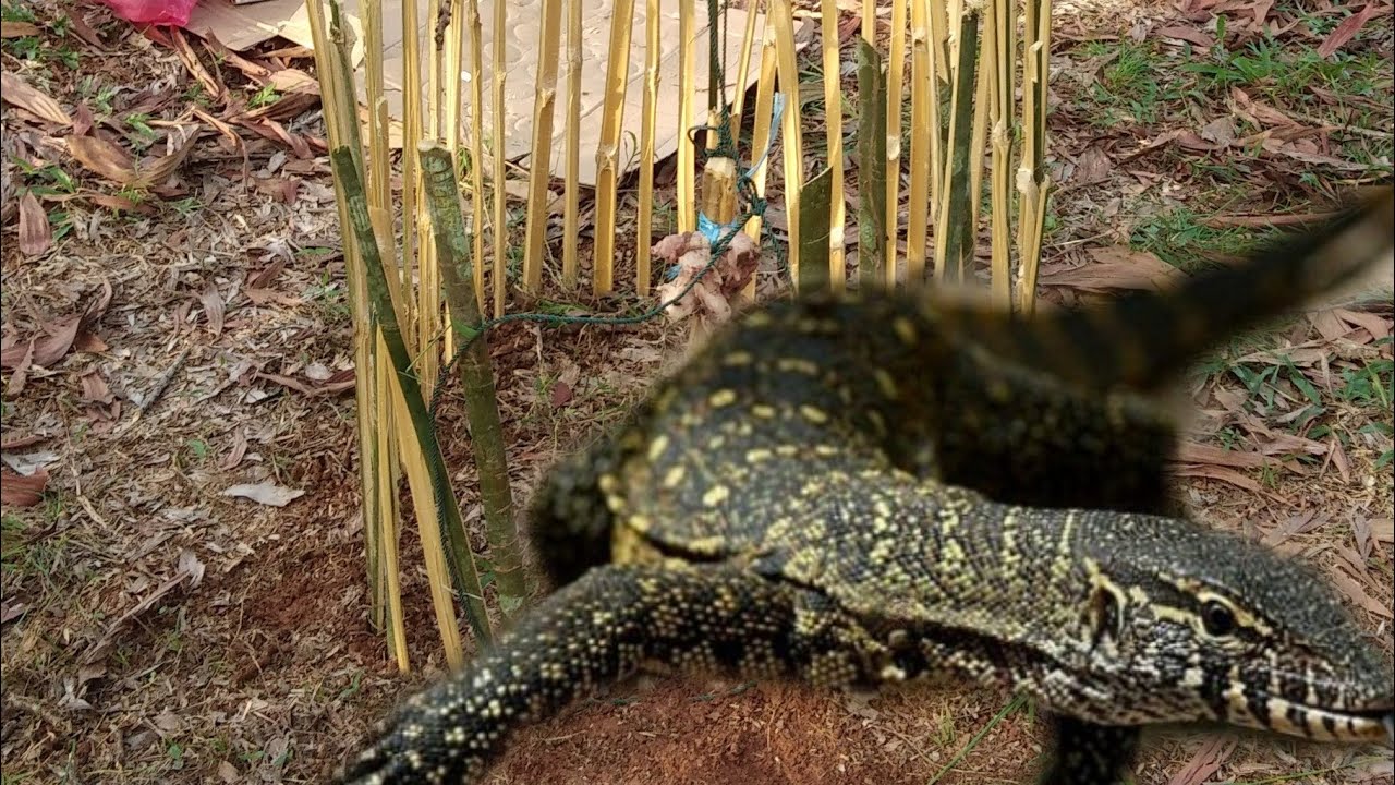 Perangkap biawak simple (part 1)