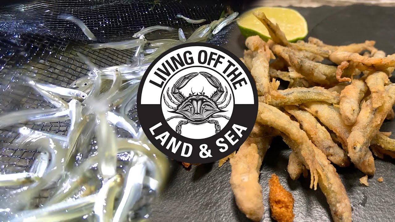 Eating Bait: Atlantic Silverside Catch and Cook | Living off the Land and Sea #4
