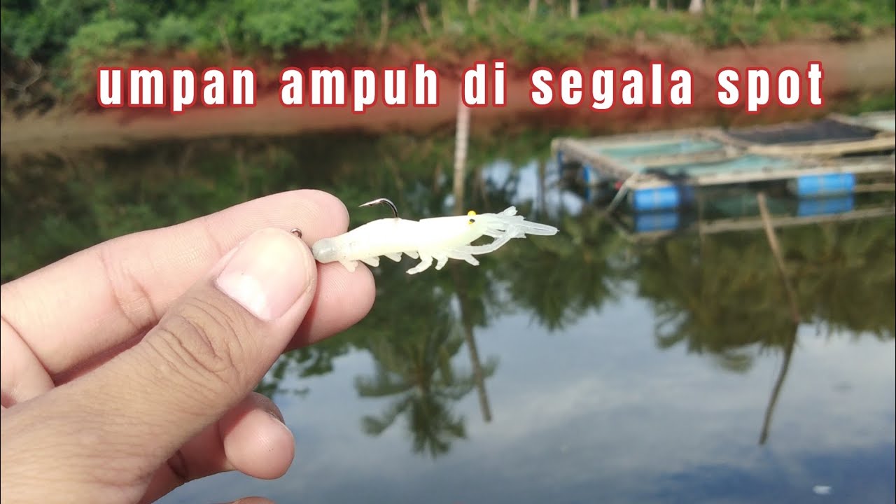 Tes Action Soft Lure Udang Dengan Rangkaian Jig Head
