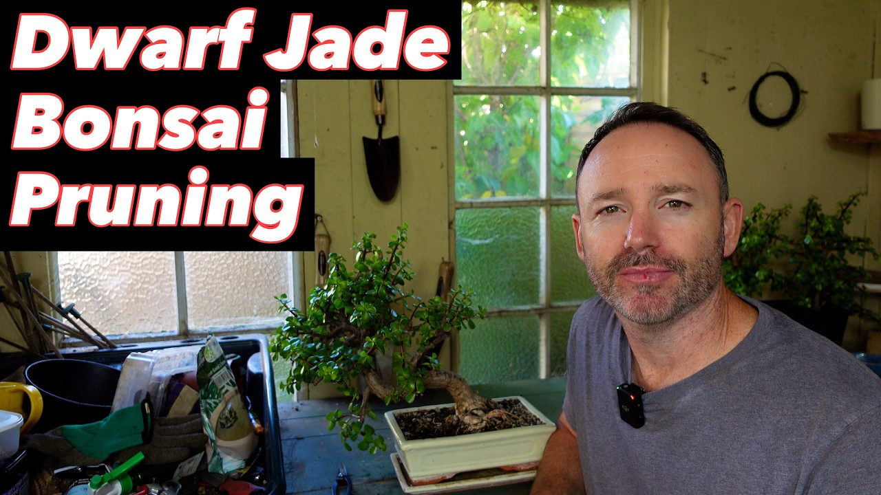 Portulacaria Afra Bonsai Pruning - Dwarf Jade - Elephant Bush