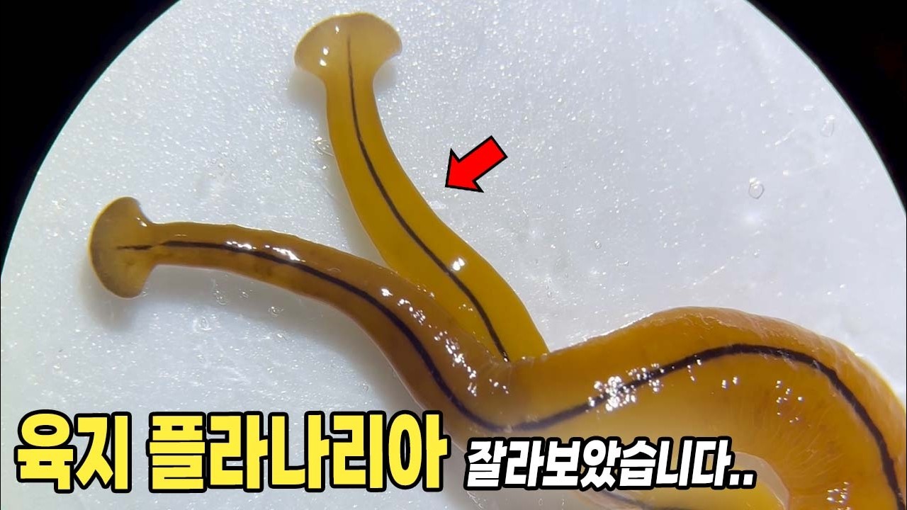 (충격주의) 육지 플라나리아도 자르면 재생이 될까??