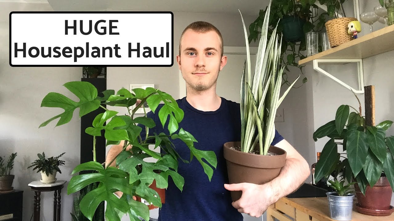 HUGE Houseplant Haul | September 2018