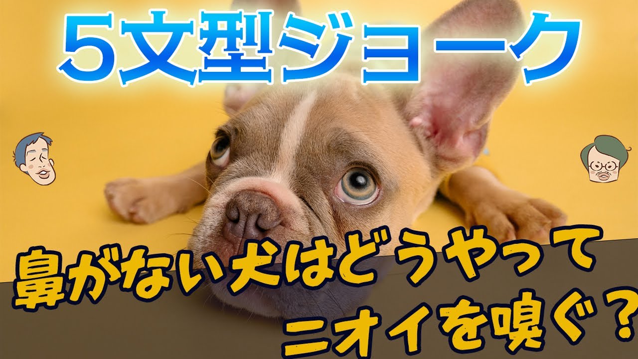 高校英語で習う「5文型」、実は超役に立つ【カタルシス英文法_文型1】#43