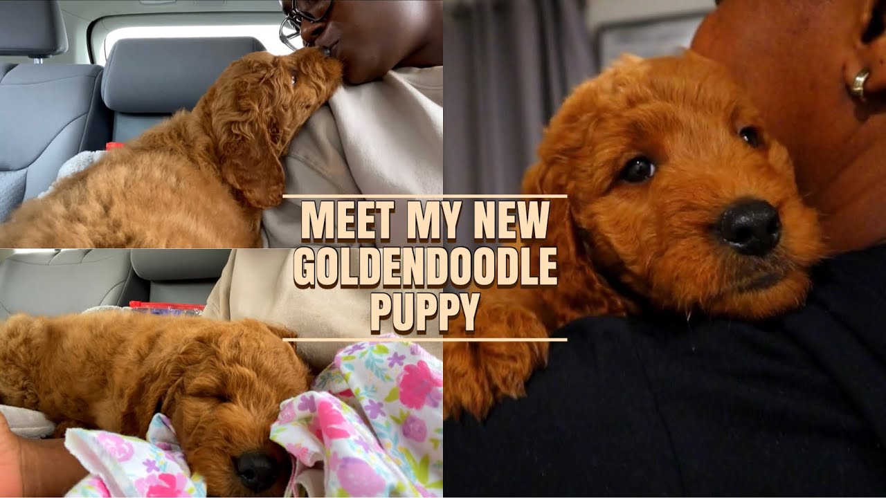BRINGING HOME MY NEW 8 WEEK OLD PUPPY | First time dog owner
