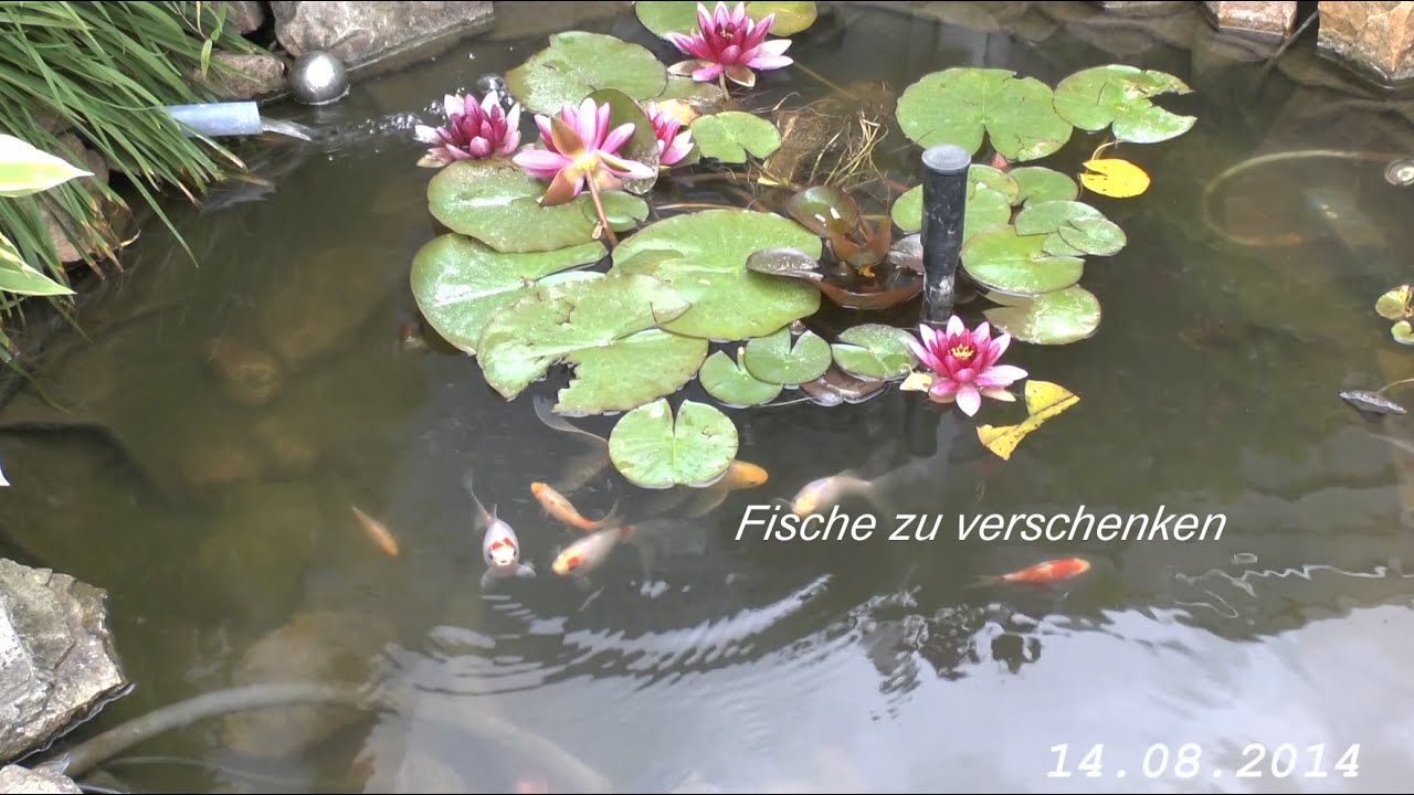 Ca. 20 Fische zu verschenken in Wolfhagen von tubehorst1