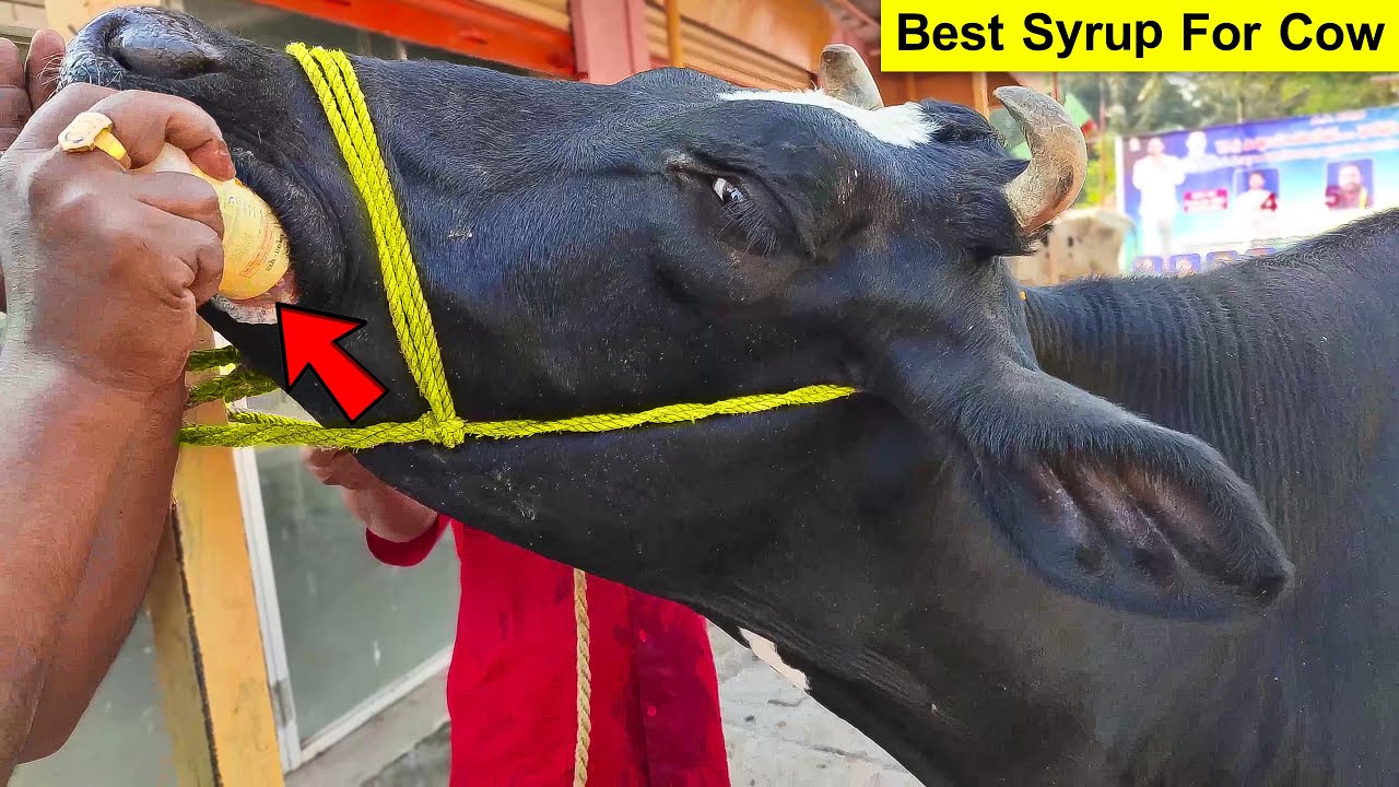Cow Video | Gluca Boost | Energizing Animals Anywhere Anytime | Best Syrup For Cows & Buffaloes