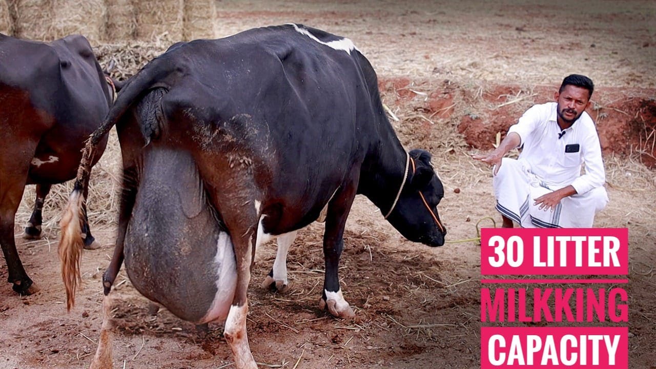 ക്വാളിറ്റി ഉള്ള പശുക്കൾ വാങ്ങാം 👌🏽 | BEST QULITY COW | #nijam #COW #COWBROKKER #farmhouse