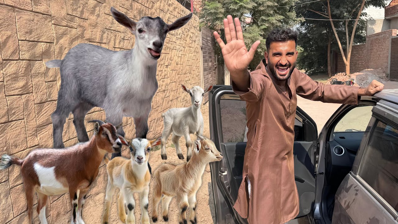 Turab Cute Goats Lainy Gaun Chala Gya 😍