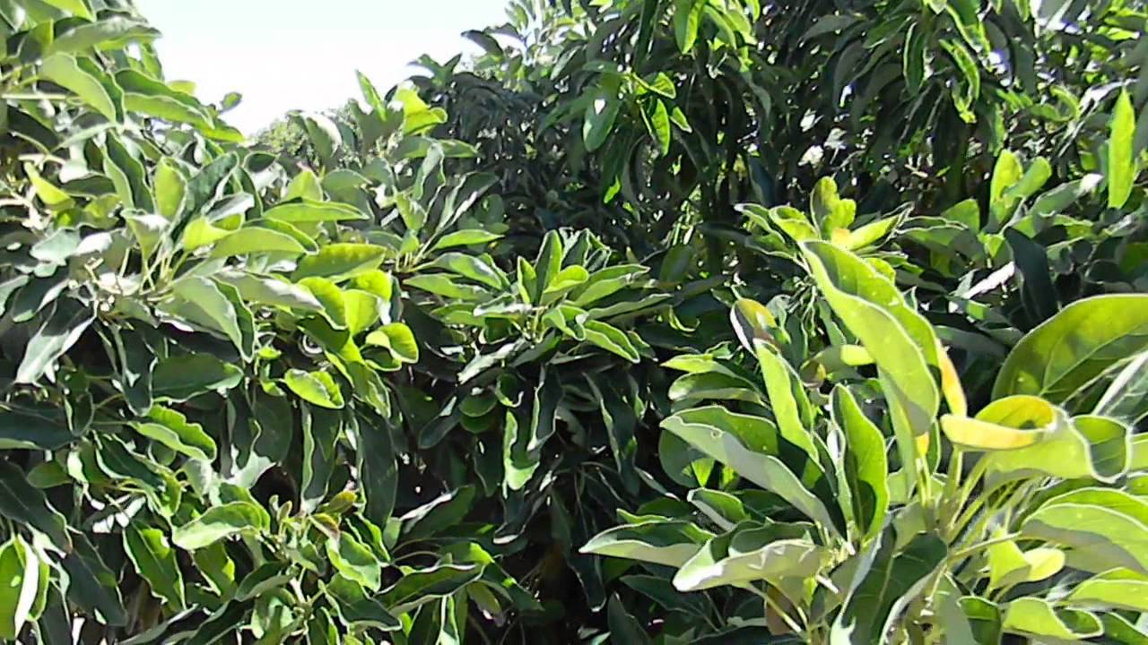 Lamb Hass Avocado Tree Mature