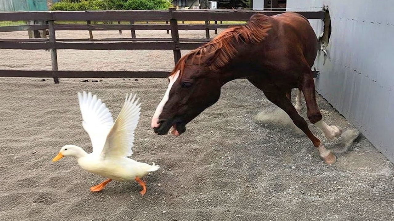 Don&rsquo;t Forget That Farm Animals Are Dramatic Too! 😂🤣 Funny Animal Videos 2026