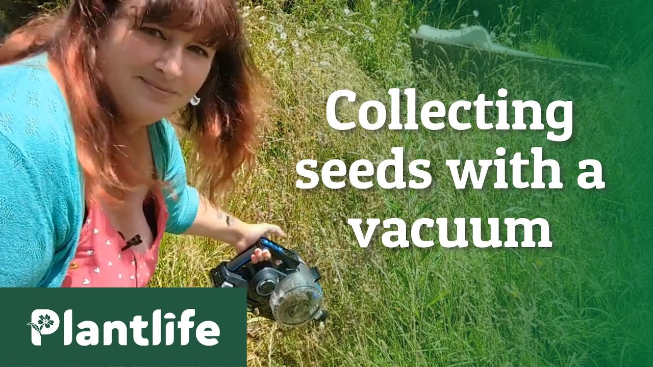 Collecting Yellow Rattle Seed